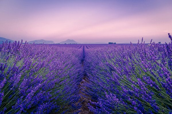 Comment planifier une visite des champs de lavande en Provence, France, pour une expérience sensorielle ?